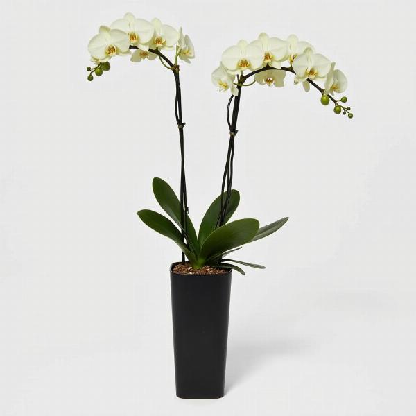 Orchidea in vaso di design per compleanno