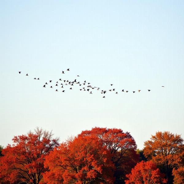 Stormo di uccelli migratori nel cielo autunnale